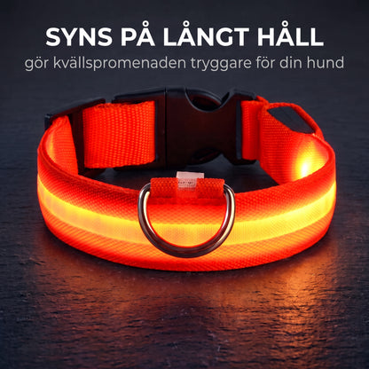 LED-hundhalsband syns på långt håll