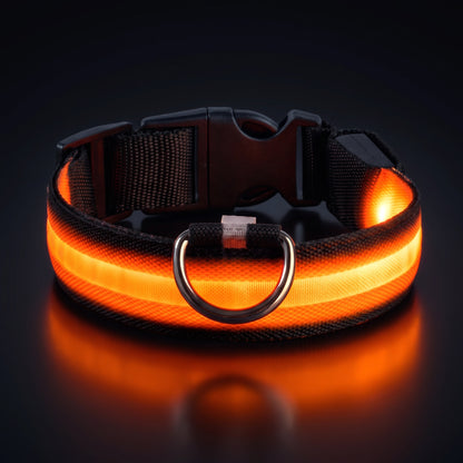 LED-halsband orange sken