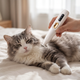 Hand trimmar en lugn katt med kattrimmern